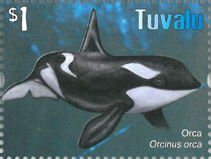 Orcinus orca