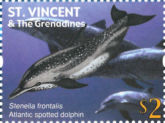 Stenella frontalis
