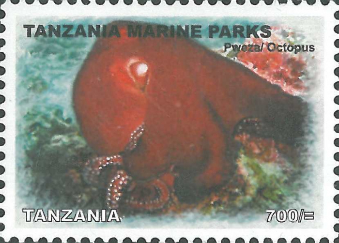 Octopus sp.