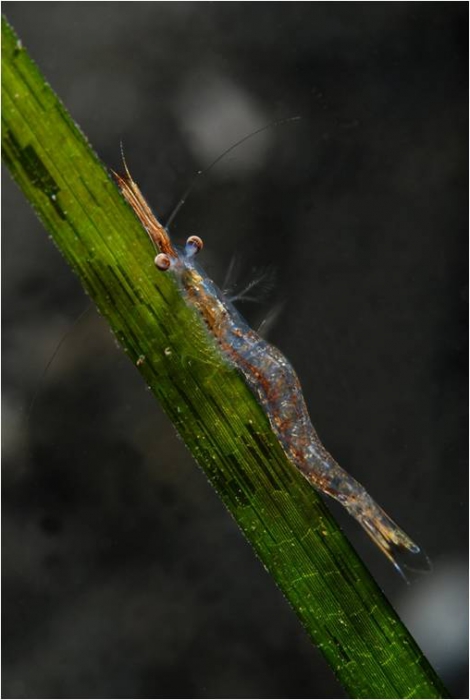 Praunus sp. Praunus sp.