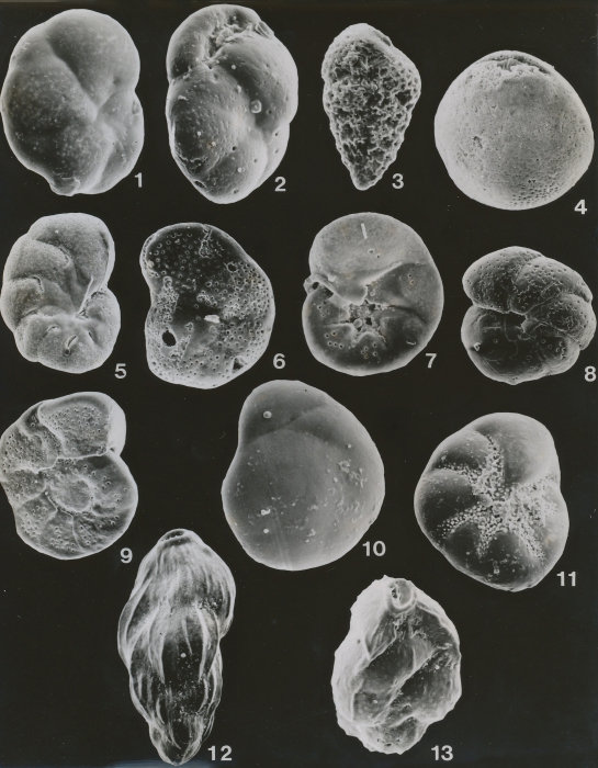 Scott Thesis - Plate 8