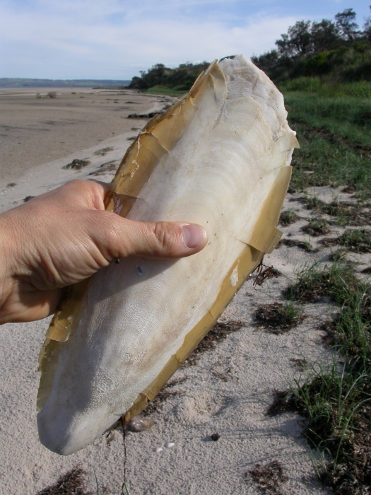 Sepiaskelet