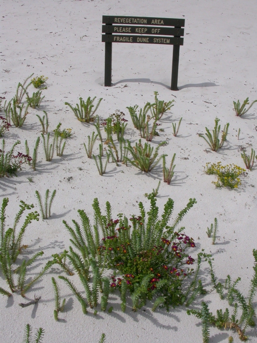 Duinen Wilsons Promontory