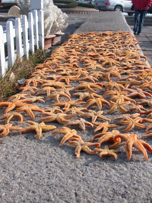 Zeesterren