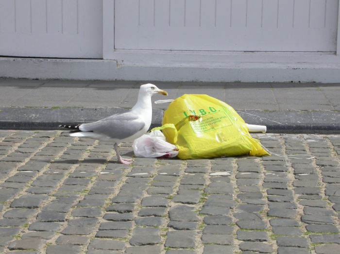 Zilvermeeuw
