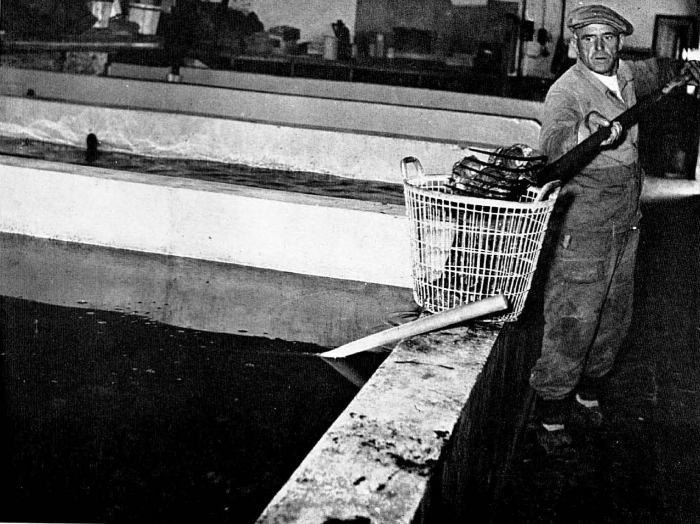 Graf (1957, foto 09)