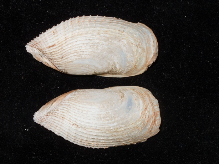 Barnea truncata - outer view