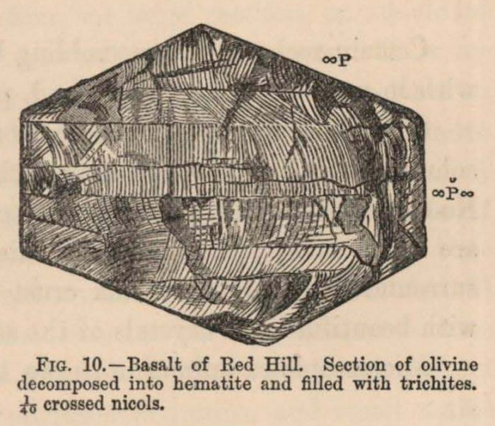 Renard (1888, fig. 10)