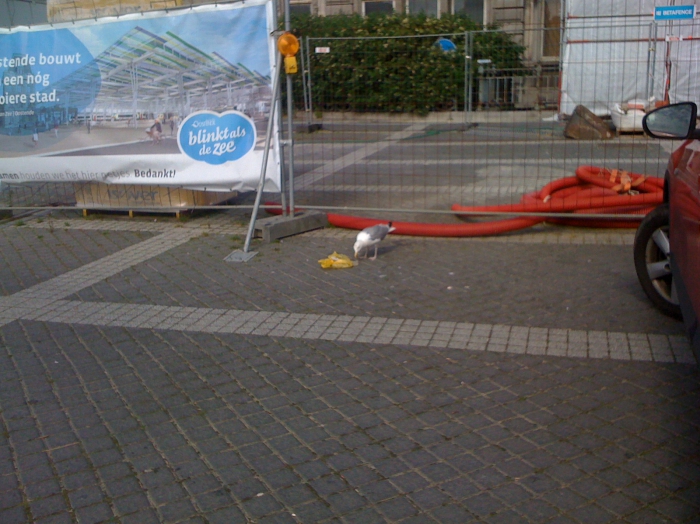 plastic eating seagull
