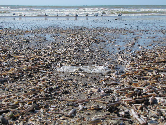 The age of plastic and invasion 