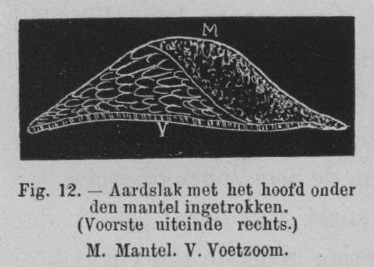 Eben (1884, figuur 12)