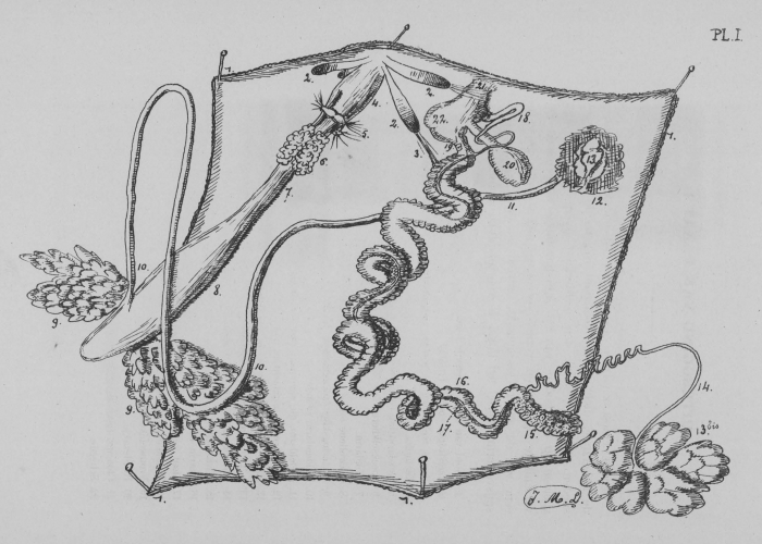 Eben (1884, plaat 1) Eben (1884, plaat 1)