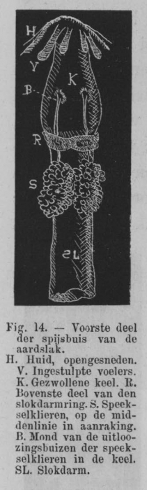 Eben (1884, figuur 14)