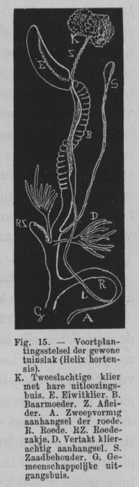 Eben (1884, figuur 15)