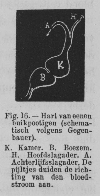 Eben (1884, figuur 16)