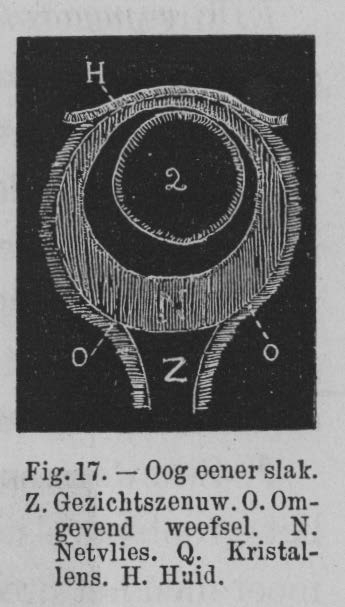 Eben (1884, figuur 17)