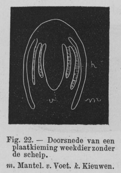 Eben (1884, figuur 22)