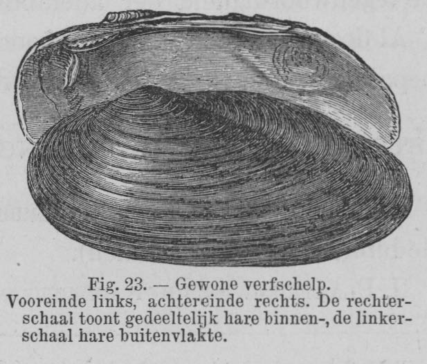 Eben (1884, figuur 23) 