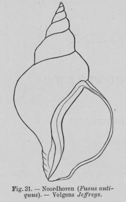 Eben (1884, figuur 31)