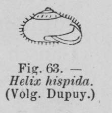 Eben (1884, figuur 63)