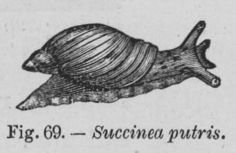 Eben (1884, figuur 69)