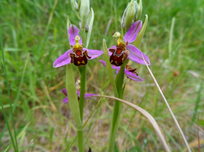 Bijenorchis Bijenorchis