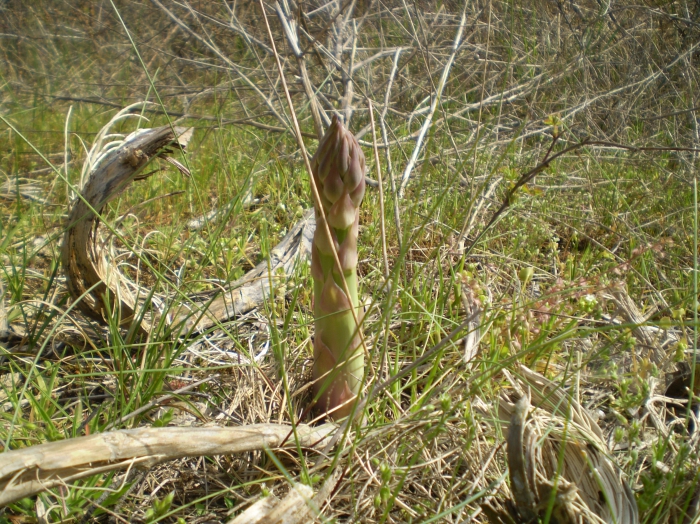 Asperge Asperge