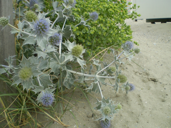 Blauwe zeedistel