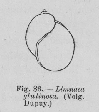 Eben (1884, figuur 86)