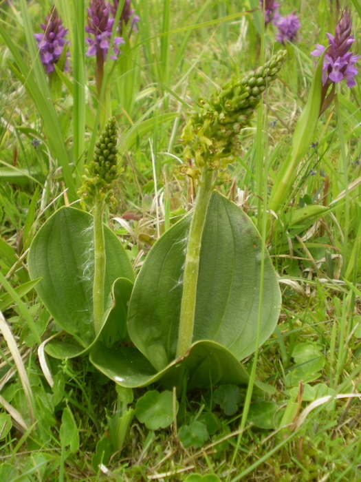 Grote keverorchis
