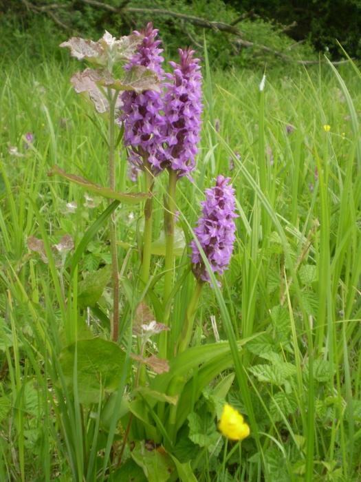 Handekenskruid