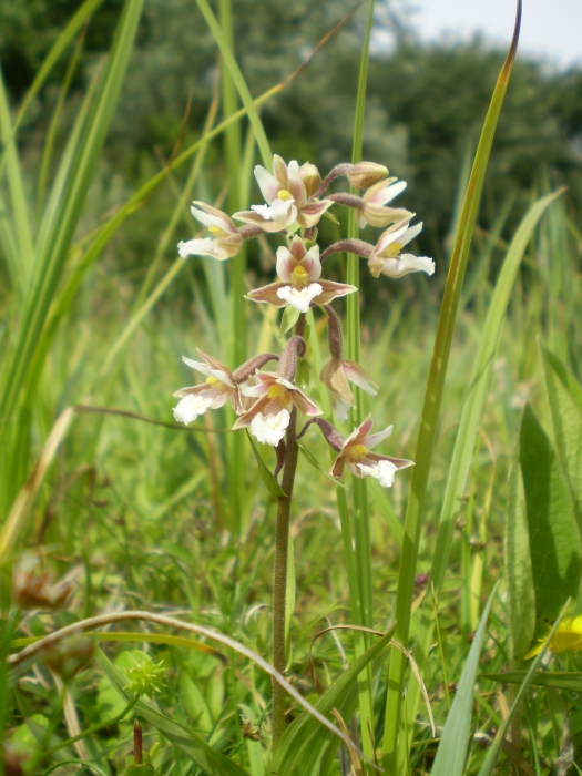 Moeraswespenorchis