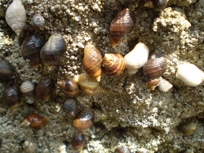 Purperslak - Nucella lapillus Purperslak - Nucella lapillus