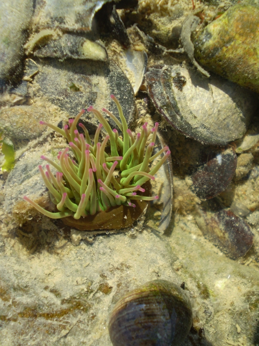 Anemonia viridis Anemonia viridis