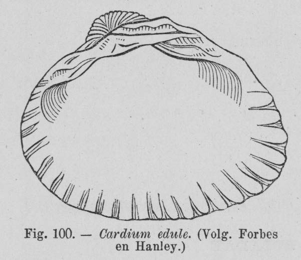 Eben (1884, figuur 100)