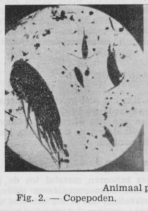 Gilis (1942, figuur 2)