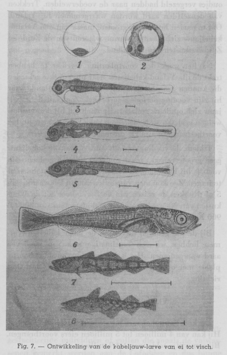 Gilis (1939, figuur 7)