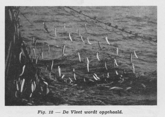 Gilis (1957, figuur 1.12)