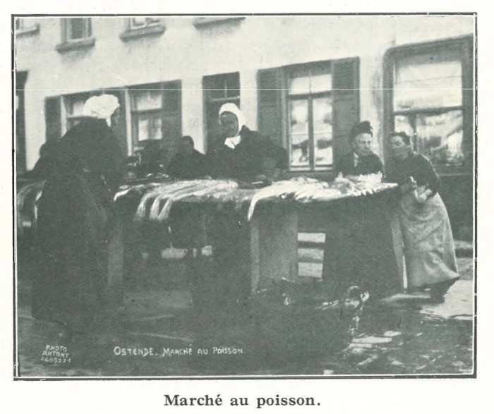 Vandeput (1932, pl. 64)