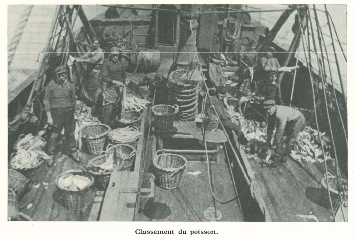 Vandeput (1932, pl. 96)