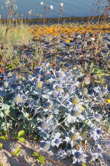 Blauwe zeedistel Blauwe zeedistel