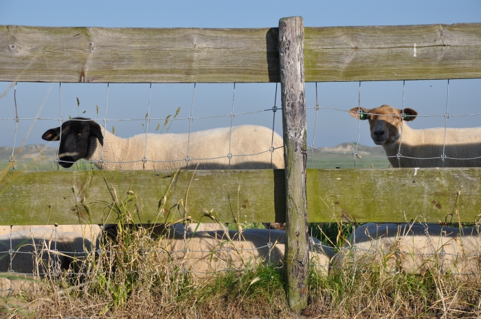 Schapen 
