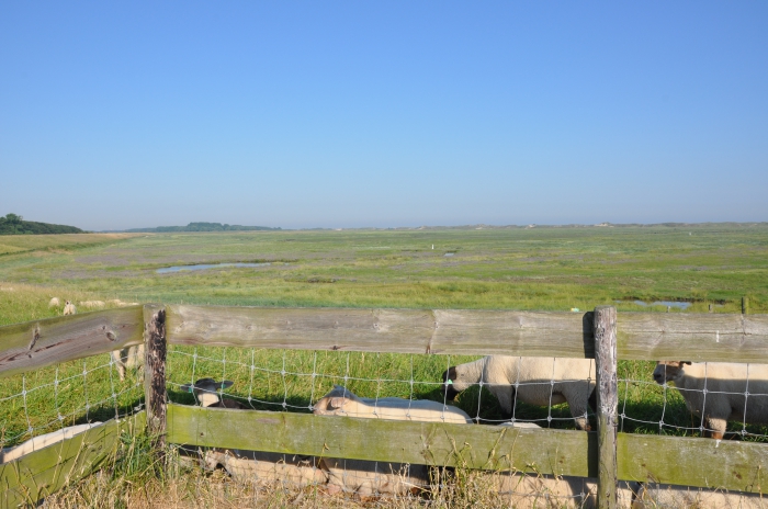 Schapen 
