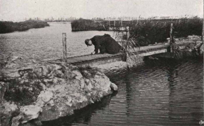 Thys (1922, figuur 474)