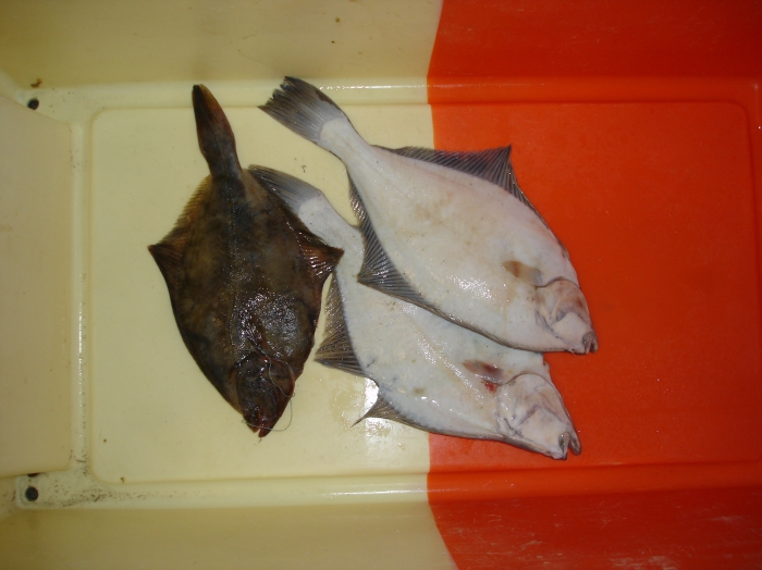 Bot - Platichthys flesus
