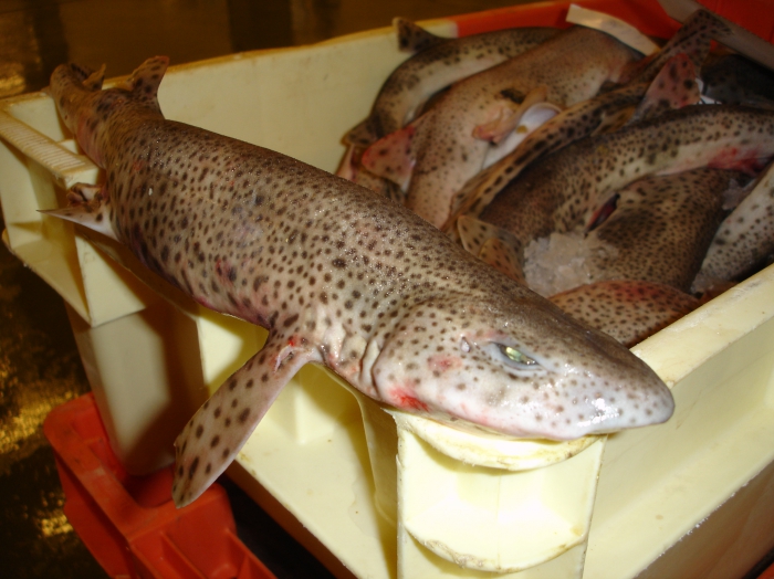 Hondshaai - Scyliorhinus canicula