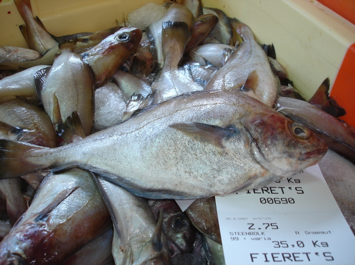 Steenbolk - Trisopterus luscus