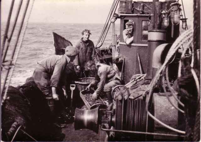 Vangst uitlezen aan boord garnaalkotter Z.475 Annie (Bouwjaar 1943) Vangst uitlezen aan boord garnaalkotter Z.475 Annie (Bouwjaar 1943)