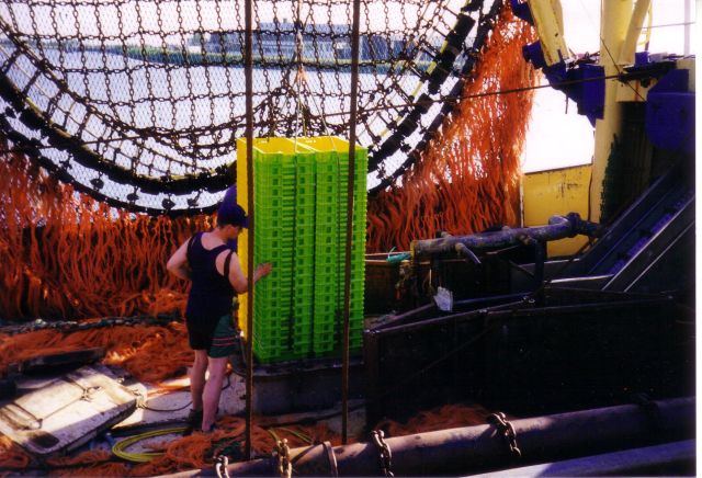 Laden lege viskisten te Zeebrugge
