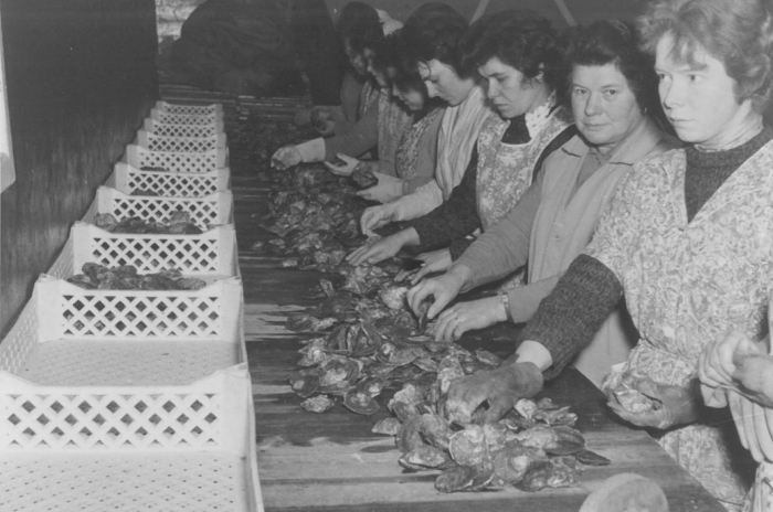 Oesterkweek in de Spuikom na WO II